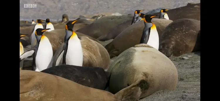King penguin (Aptenodytes patagonicus patagonicus) as shown in Blue Planet II - Our Blue Planet